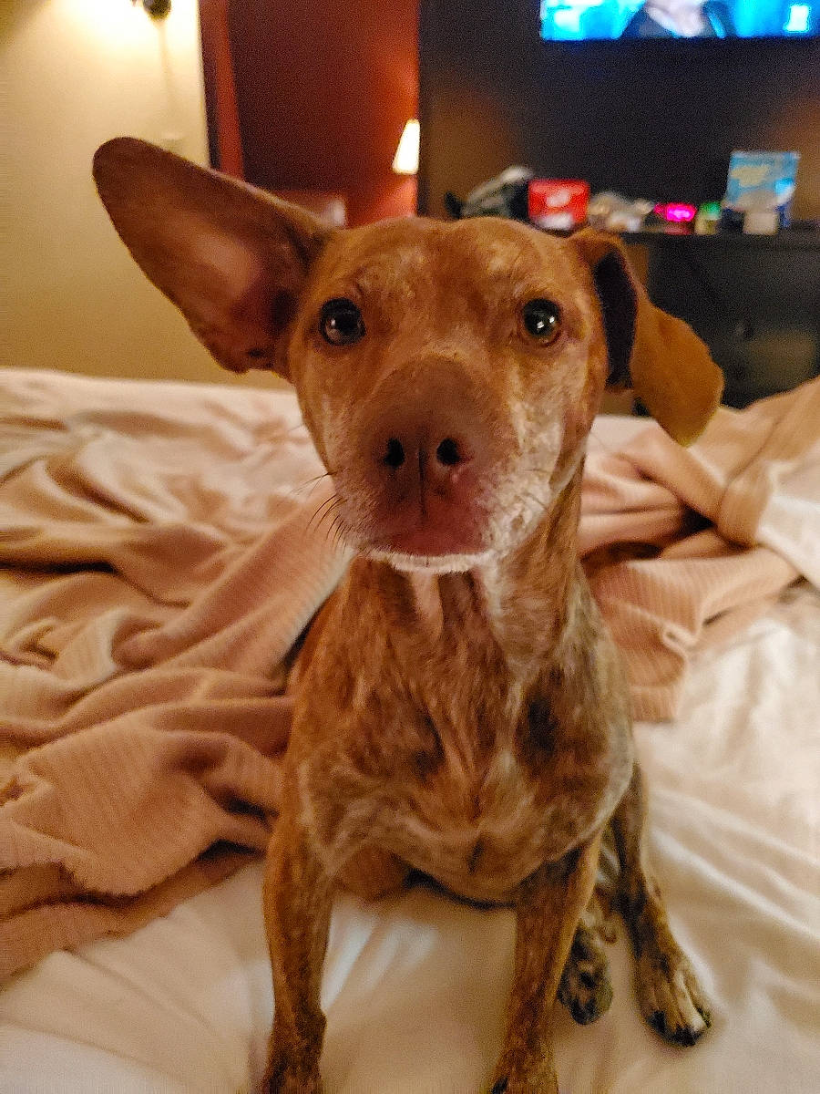 Dingo joined the competition — help win amazing prizes! cable_television, canidae, carnivore, comfort, companion_dog, display_device, dog, dog_breed, ear, fawn, fur, led_backlit_lcd_display, liver, snout, sporting_group, television, television_set, toy_dog, whiskers, working_animal