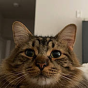 Oliver is registered to the contest to win money with this photo: cat, tabby_cat, fluffy, long_hair, pet, animal, feline, portrait, closeup, face, eyes, whiskers, ears, fur, brown, striped, indoor, home, sitting, looking_at_camera
