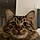 Oliver