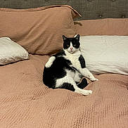 Simon joined the competition — help win amazing prizes! cat, black_and_white, tuxedo_cat, animal, pet, bed, bedroom, blanket, pillows, bedding, indoor, sitting, upright, relaxed, staring, whiskers, ears, fur, portrait, home_decor