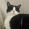 Simon is registered to the contest to win money with this photo: