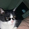 Simon joined the competition — help win amazing prizes! cat, black_and_white, pet, feline, fluffy, whiskers, yellow_eyes, pink_nose, sunglasses, pixel_art, funny, cute, lying_down, paws, blanket, bed, indoors, cozy, portrait, photograph
