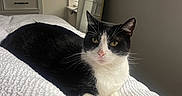 Simon is registered to the contest to win money with this photo: cat, tuxedo_cat, black_and_white, pet, animal, whiskers, green_eyes, pink_nose, sitting, lying_down, bed, bedroom, white_blanket, human_hand, indoors, television, window_blinds, portrait, cozy, relaxed