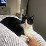 cat, tuxedo_cat, black_and_white, pet, animal, whiskers, green_eyes, pink_nose, sitting, lying_down, bed, bedroom, white_blanket, human_hand, indoors, television, window_blinds, portrait, cozy, relaxed