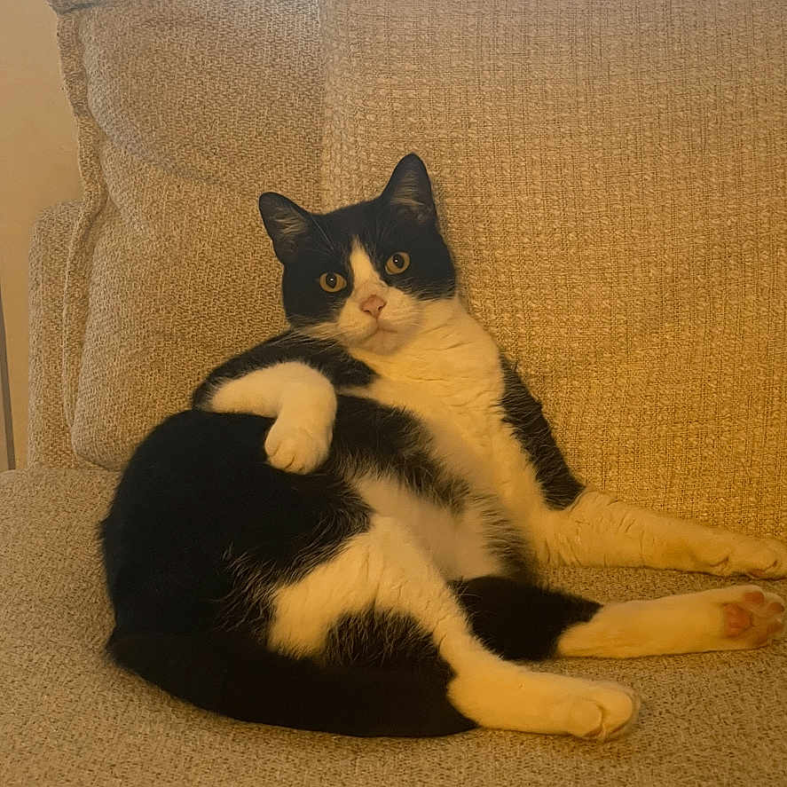 Simon