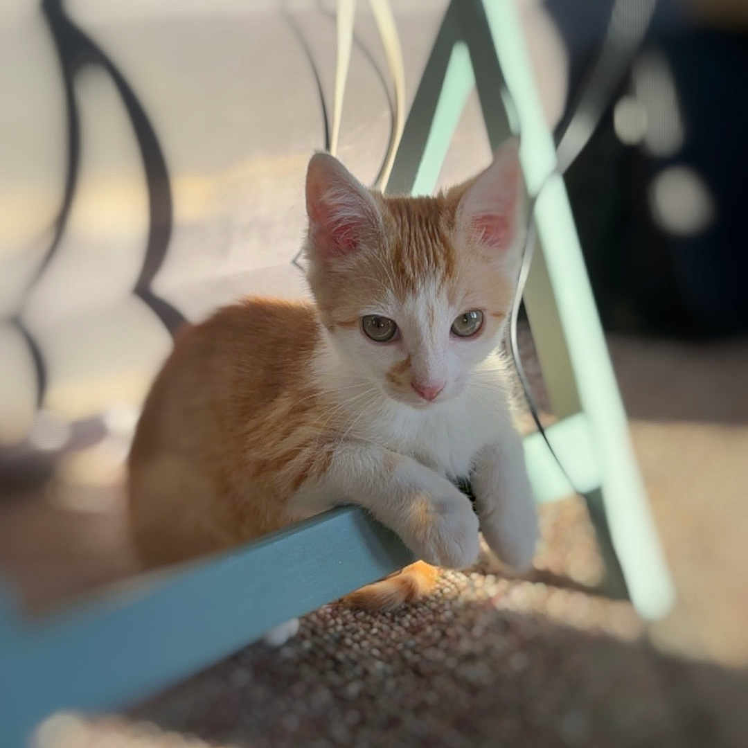 Echo joined the competition — help win amazing prizes! abyssinian, accessories, angora, animal, cat, kitten, manx, pet, plywood, siamese, strap, wood