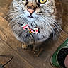 Zoe joined the competition — help win amazing prizes! cat, tabby, bow_tie, pet, animal, whiskers, yellow_eyes, floor, wooden_floor, indoor, close_up, fur, domestic_cat, looking_up, collar, bell, paw, shoe, footwear, green_sneaker
