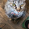 Zoe joined the competition — help win amazing prizes! cat, tabby_cat, yellow_eyes, whiskers, collar, bell, wooden_floor, indoor, pet, feline, curious, close_up, animal, domestic_cat, flooring, shoe, green_shoe, furniture, pet_accessory, looking_up