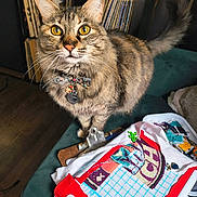 Zoe joined the competition — help win amazing prizes! cat, tabby, pet, indoor, embroidery, craft, couch, fabric, needlework, colorful, collar, bow, golden_eyes, whiskers, furniture, bookshelf, wooden_floor, needle, thread, sewing_supplies