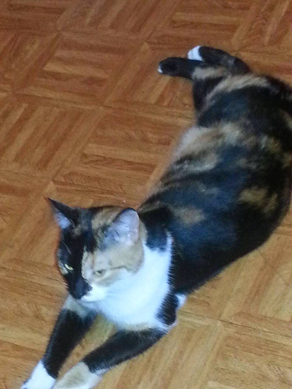 Laika participe au concours pour gagner de l'argent avec cette photo : carnivore, cat, comfort, companion_dog, dog_breed, domestic_short_haired_cat, felidae, floor, flooring, fur, hardwood, laminate_flooring, paw, small_to_medium_sized_cats, snout, tail, whiskers, wood, wood_flooring, wood_stain