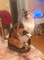 Laika a rejoint le concours — aidez-le/la à gagner de superbes lots ! carnivore, cat, comfort, companion_dog, felidae, floor, flooring, fur, hardwood, laminate_flooring, room, small_to_medium_sized_cats, tail, terrestrial_animal, whiskers, wood, wood_flooring