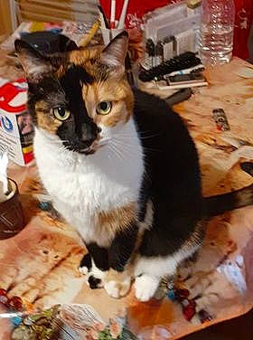 Laika participe au concours pour gagner de l'argent avec cette photo : carnivore, cat, cat_supply, collar, domestic_short_haired_cat, felidae, fur, hardwood, ingredient, pet_supply, small_to_medium_sized_cats, tail, whiskers, wood