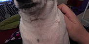 Snookie is registered to the contest to win money with this photo: canidae, carnivore, companion_dog, dog, dog_breed, fawn, jack_russell_terrier, mammal, nose, parson_russell_terrier, puppy, puppy_love, rare_breed_dog, russell_terrier, snout, vertebrate, whiskers