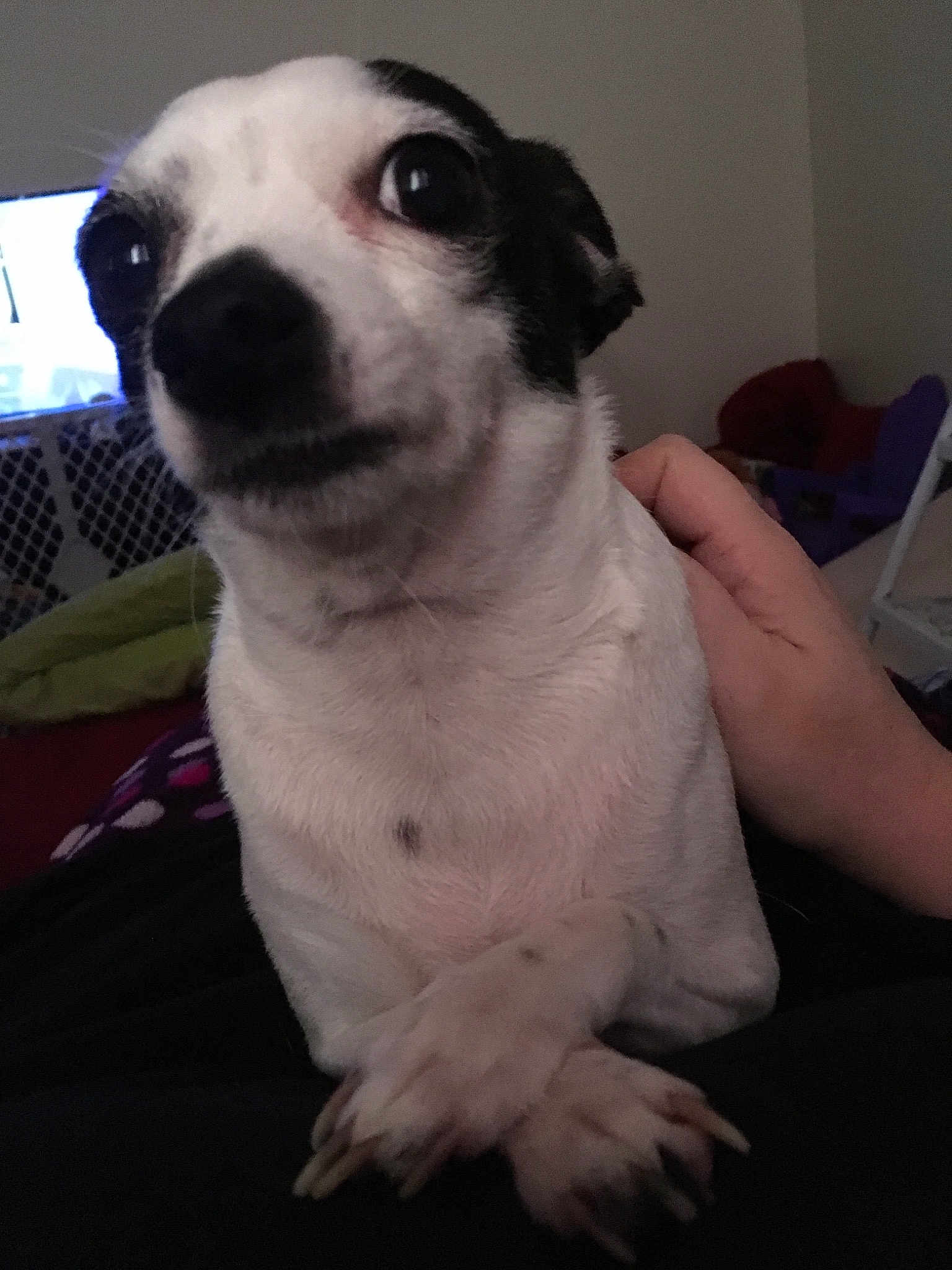 Snookie is registered to the contest to win money with this photo: canidae, carnivore, companion_dog, dog, dog_breed, fawn, jack_russell_terrier, mammal, nose, parson_russell_terrier, puppy, puppy_love, rare_breed_dog, russell_terrier, snout, vertebrate, whiskers