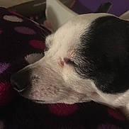 Snookie joined the competition — help win amazing prizes! canidae, carnivore, companion_dog, dog, dog_breed, ear, mammal, nose, puppy, puppy_love, snout, sporting_group