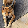 dog, puppy, shiba_inu, leash, harness, brown_fur, black_nose, ears, paws, asphalt, concrete, outdoor, pet, animal, cute, young, fur, canine, lying_down, curious
