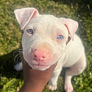 Bougie joined the competition — help win amazing prizes! animal, blue_eyes, close_up, curious, cute, dog, friendly, grass, hand, innocent, nature, outdoor, pet, pink_nose, puppy, sitting, small_dog, sunlight, white_puppy, young_dog
