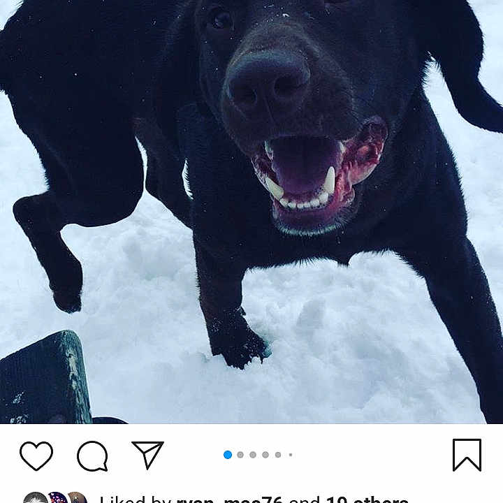 Loki