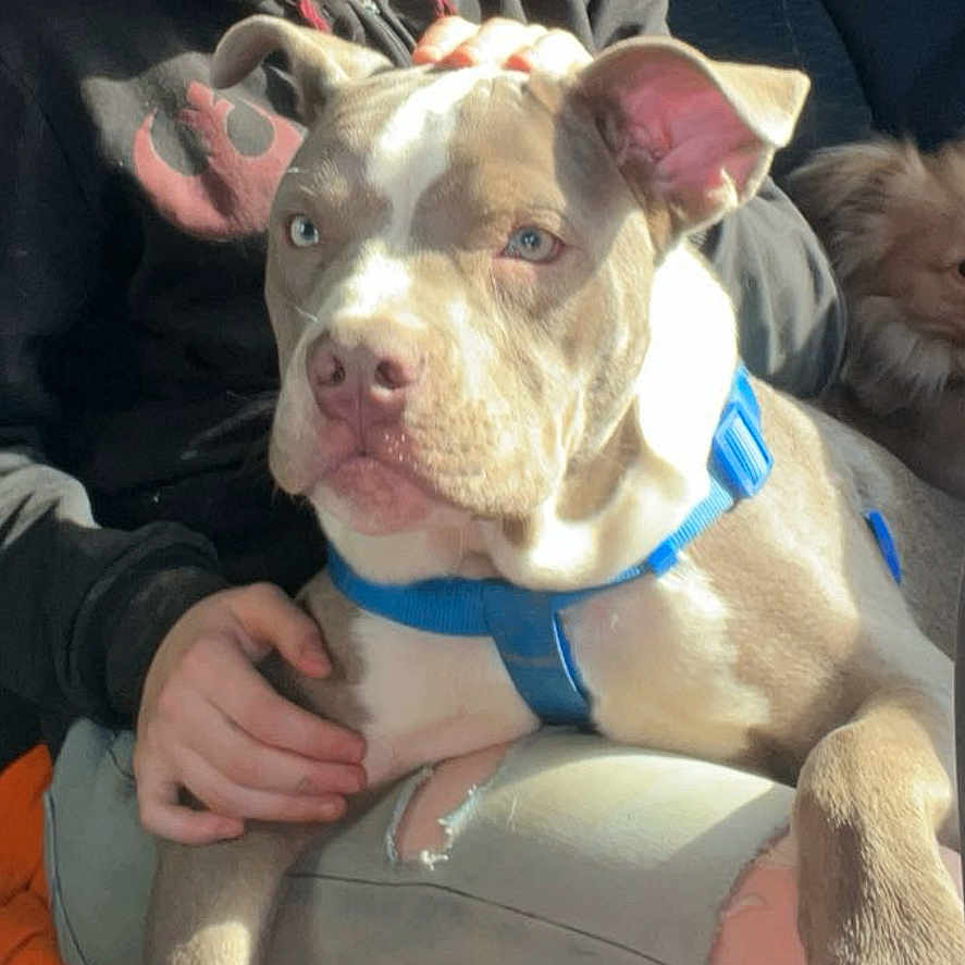 Roman joined the competition — help win amazing prizes! adult, animal, boxer, bulldog, canine, clothing, coat, cushion, dog, face, female, frenchbulldog, head, jacket, person, pet, photography, pitbull, portrait, woman