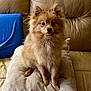 dog, small_dog, fluffy, pomeranian, pet, cushion, leather_couch, blue_pillow, indoor, sitting, brown_fur, cute, animal, domestic_animal, furry, companion, alert, soft_texture, home, cozy