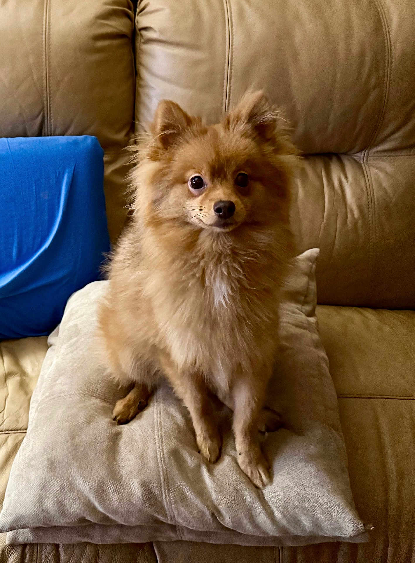 Alvin is registered to the contest to win money with this photo: dog, small_dog, fluffy, pomeranian, pet, cushion, leather_couch, blue_pillow, indoor, sitting, brown_fur, cute, animal, domestic_animal, furry, companion, alert, soft_texture, home, cozy