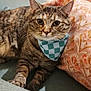 animal, bandana, cat, closeup, comfort, couch, cozy, ears, eyes, feline, floral, fur, home, indoor, pet, pillow, relaxed, resting, tabby, whiskers