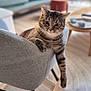Cacahuète a rejoint le concours — aidez-le/la à gagner de superbes lots ! animal, cat, chair, comfortable, cozy, cushion, cute, domestic_animal, furniture, home, indoor, living_room, mammal, paw, pet, relaxed, resting, striped, tabby, wooden_floor