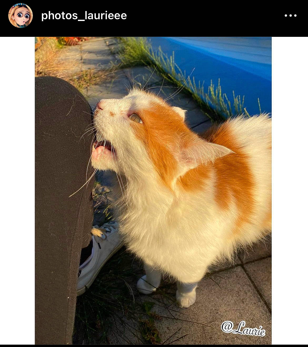 Rouki a rejoint le concours — aidez-le/la à gagner de superbes lots ! carnivore, cat, companion_dog, dog_breed, fawn, felidae, fur, happy, organism, photo_caption, plant, rectangle, small_to_medium_sized_cats, snout, spitz, tail, terrestrial_animal, toy_dog, whiskers, window