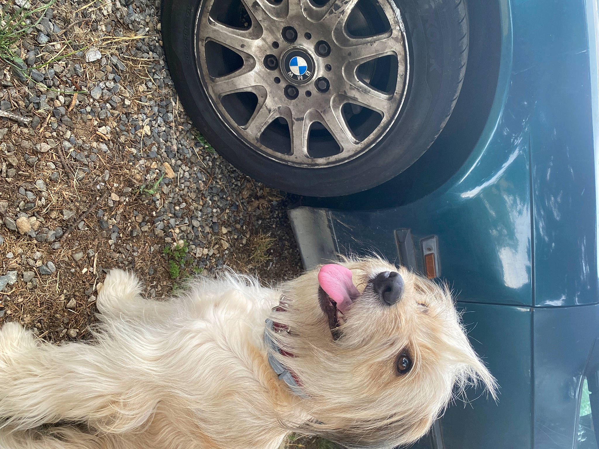 Tina a rejoint le concours — aidez-le/la à gagner de superbes lots ! automotive_tire, carnivore, collar, companion_dog, dog, dog_breed, dog_collar, dog_supply, fawn, fender, hubcap, rim, synthetic_rubber, tire, tire_care, toy_dog, tread, vehicle, vehicle_door, wheel