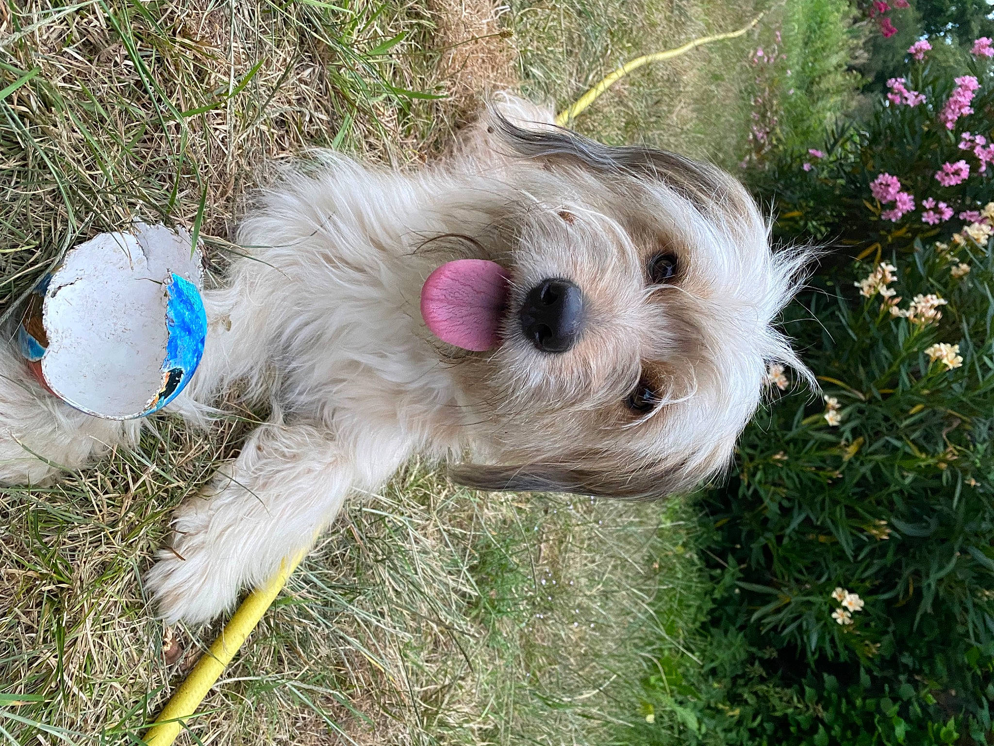 Tina a rejoint le concours — aidez-le/la à gagner de superbes lots ! canidae, carnivore, collar, companion_dog, dog, dog_breed, dog_clothes, dog_supply, fashion_accessory, fawn, flower, fur, grass, plant, small_terrier, snout, sporting_group, terrier, toy, toy_dog