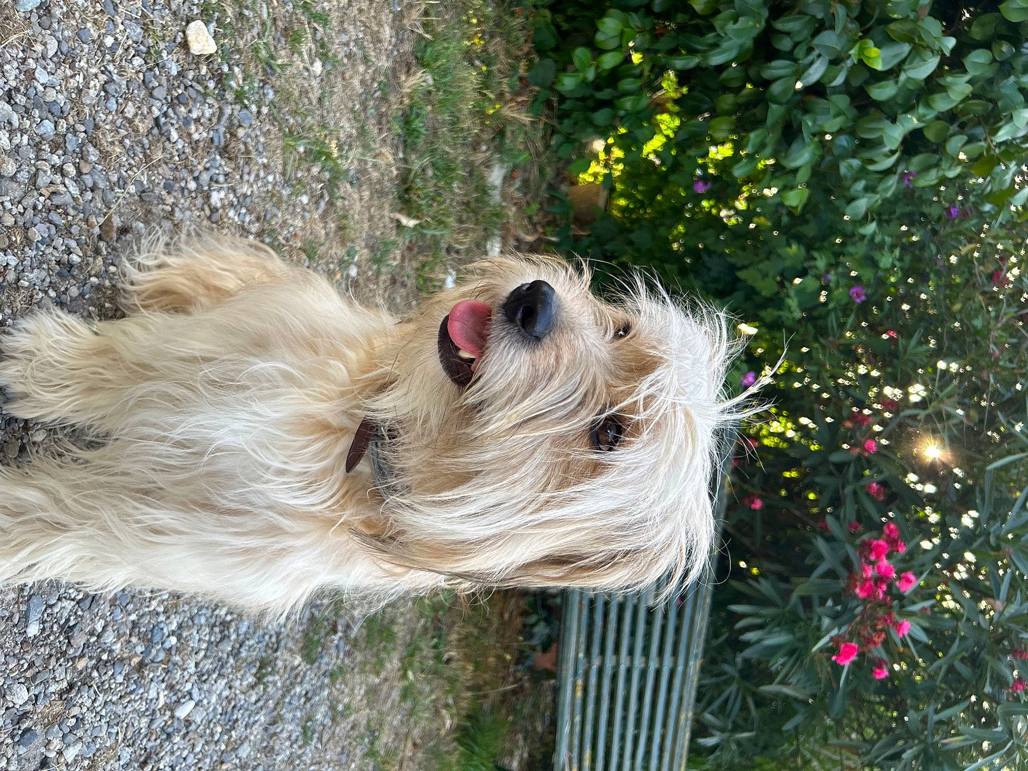 Tina a rejoint le concours — aidez-le/la à gagner de superbes lots ! canidae, carnivore, collar, companion_dog, dog, dog_breed, dog_collar, dog_supply, fawn, flower, grass, pet_supply, plant, small_terrier, snout, sporting_group, tail, terrier, toy, toy_dog