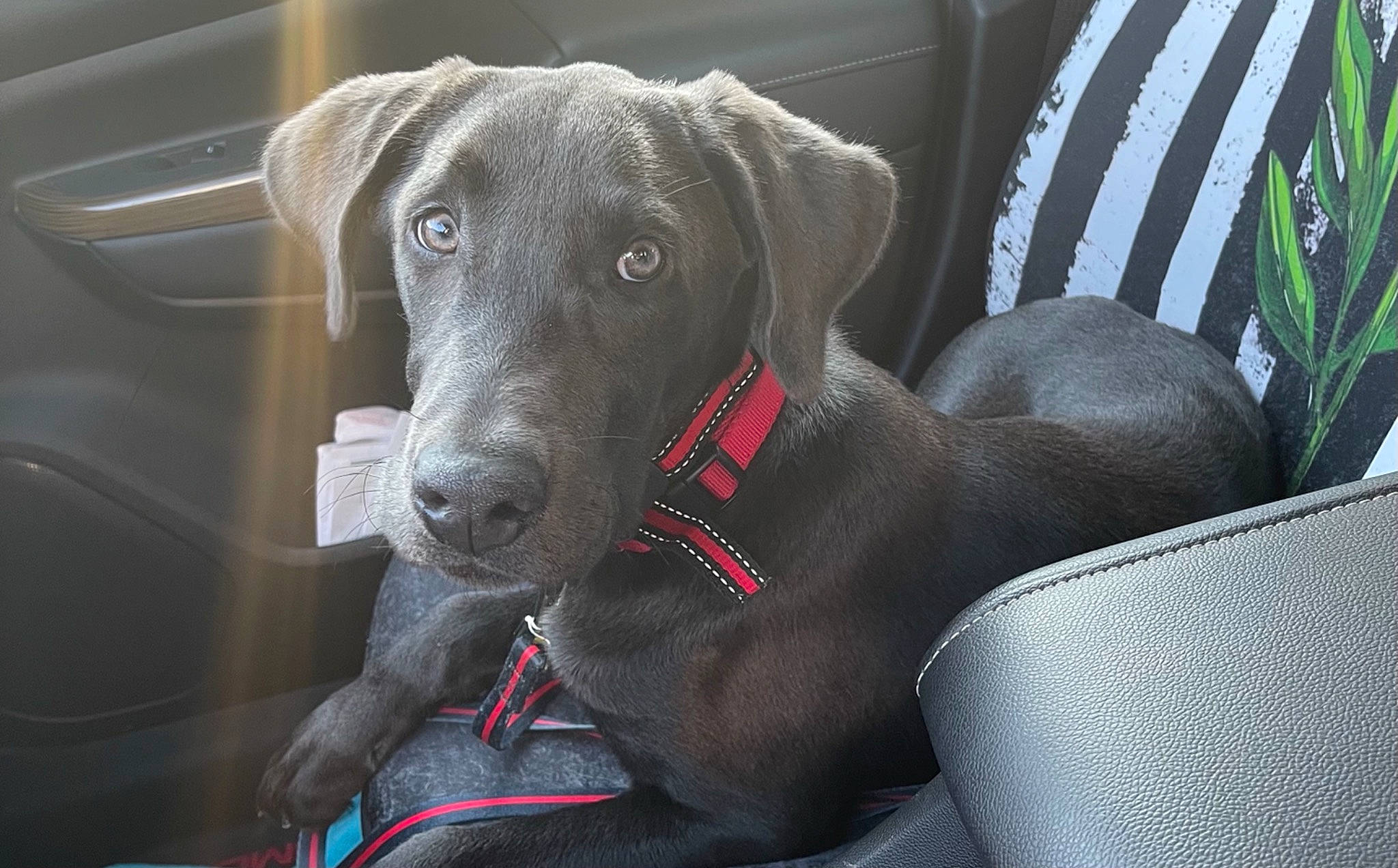 Hydro joined the competition — help win amazing prizes! borador, canidae, carnivore, chair, collar, comfort, companion_dog, dog, dog_breed, dog_collar, fawn, gun_dog, hunting_dog, liver, non_sporting_group, snout, sporting_group, whiskers, working_animal