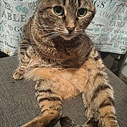 Gigi joined the competition — help win amazing prizes! cat, tabby, relaxed, sitting, legs_stretched, fur, whiskers, green_eyes, indoor, fabric, patterned_background, cozy, closeup, pet, animal, domestic_cat, cute, feline, resting, home