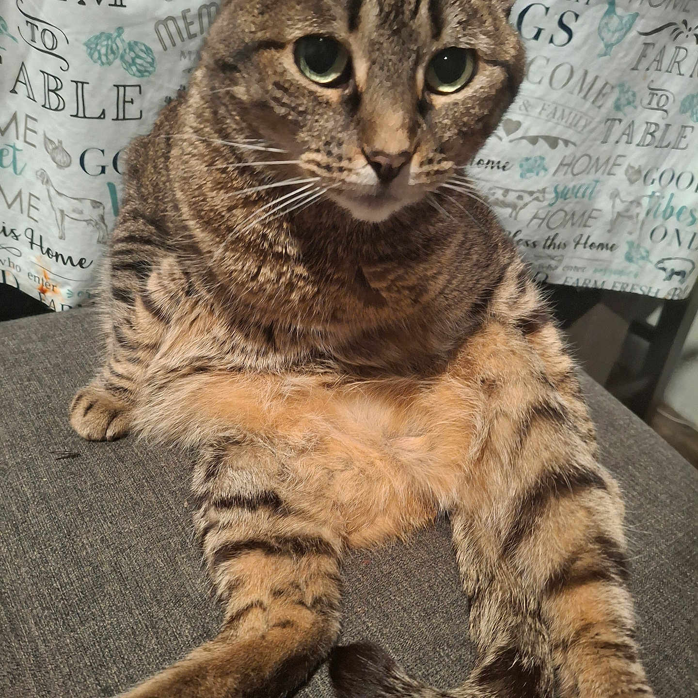 Gigi joined the competition — help win amazing prizes! animal, cat, closeup, cozy, cute, domestic_cat, fabric, feline, fur, green_eyes, home, indoor, legs_stretched, patterned_background, pet, relaxed, resting, sitting, tabby, whiskers