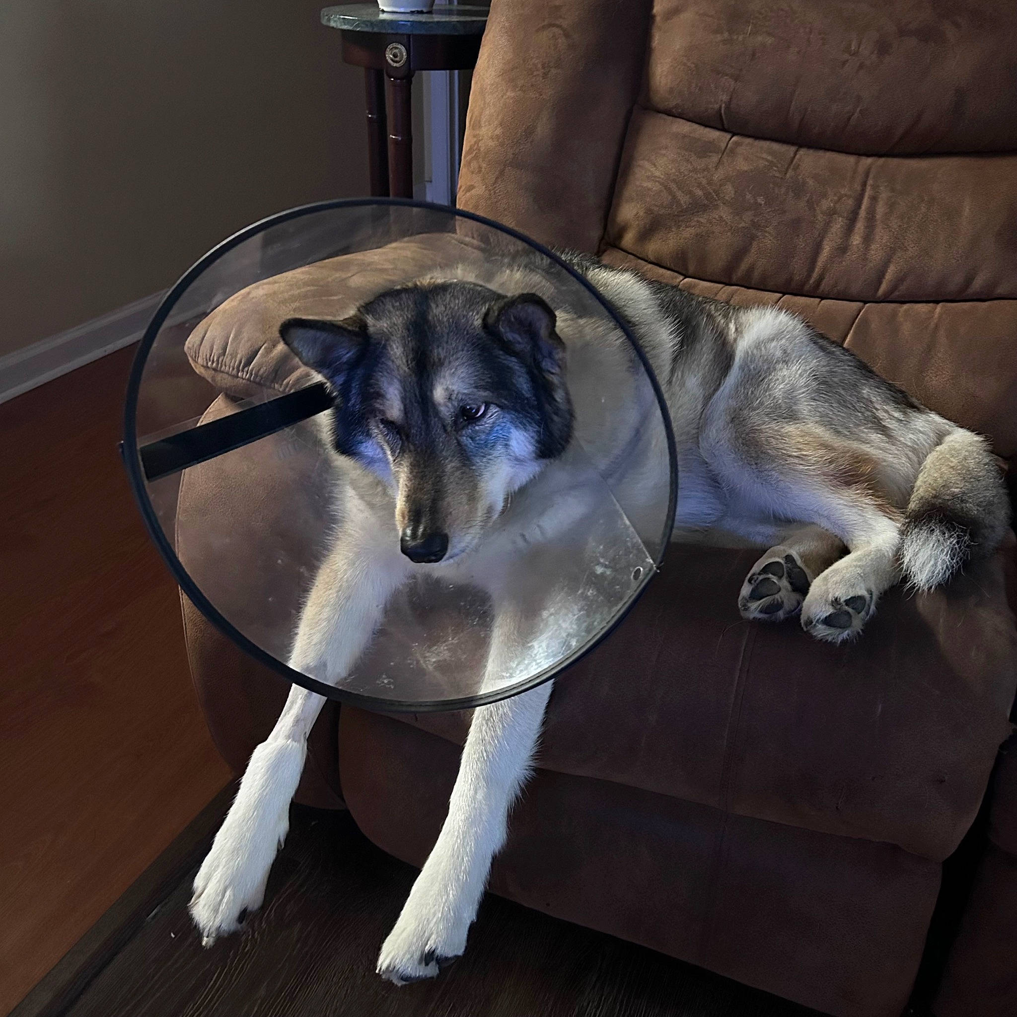 Nike joined the competition — help win amazing prizes! canidae, carnivore, chair, comfort, companion_dog, couch, dog, dog_breed, electric_blue, fawn, felidae, flooring, furniture, grey, paw, snout, sporting_group, tail, whiskers, working_animal