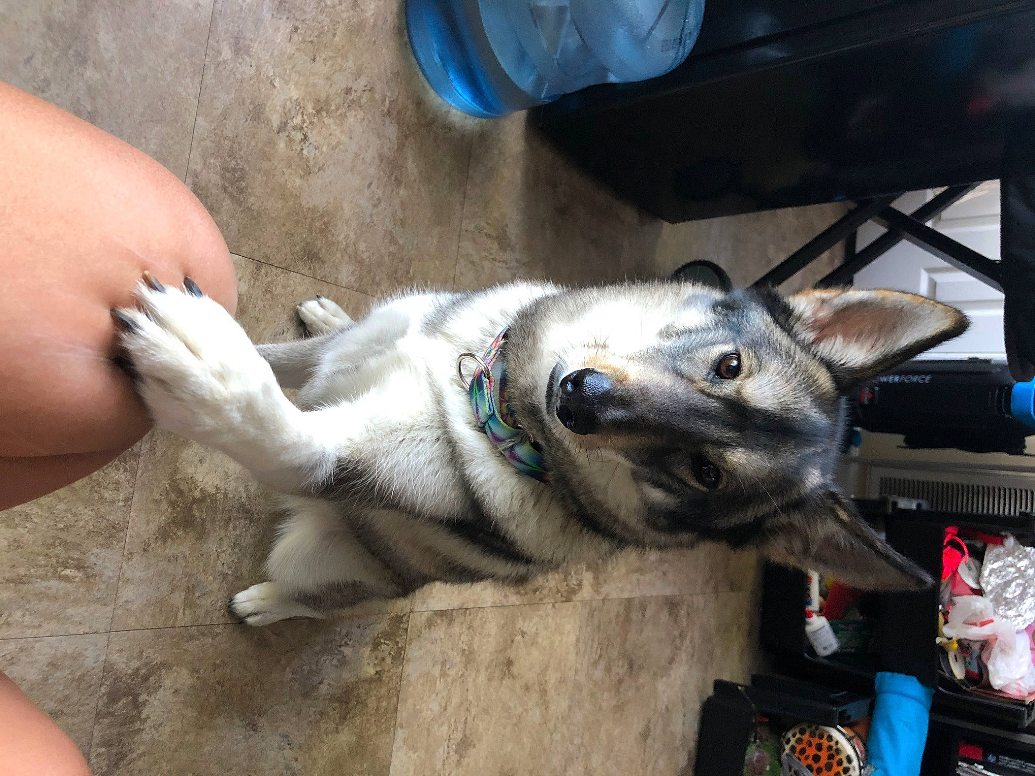 Nike is registered to the contest to win money with this photo: canidae, carnivore, collar, dog, dog_breed, fur, non_sporting_group, sled_dog, sporting_group, working_animal, working_dog