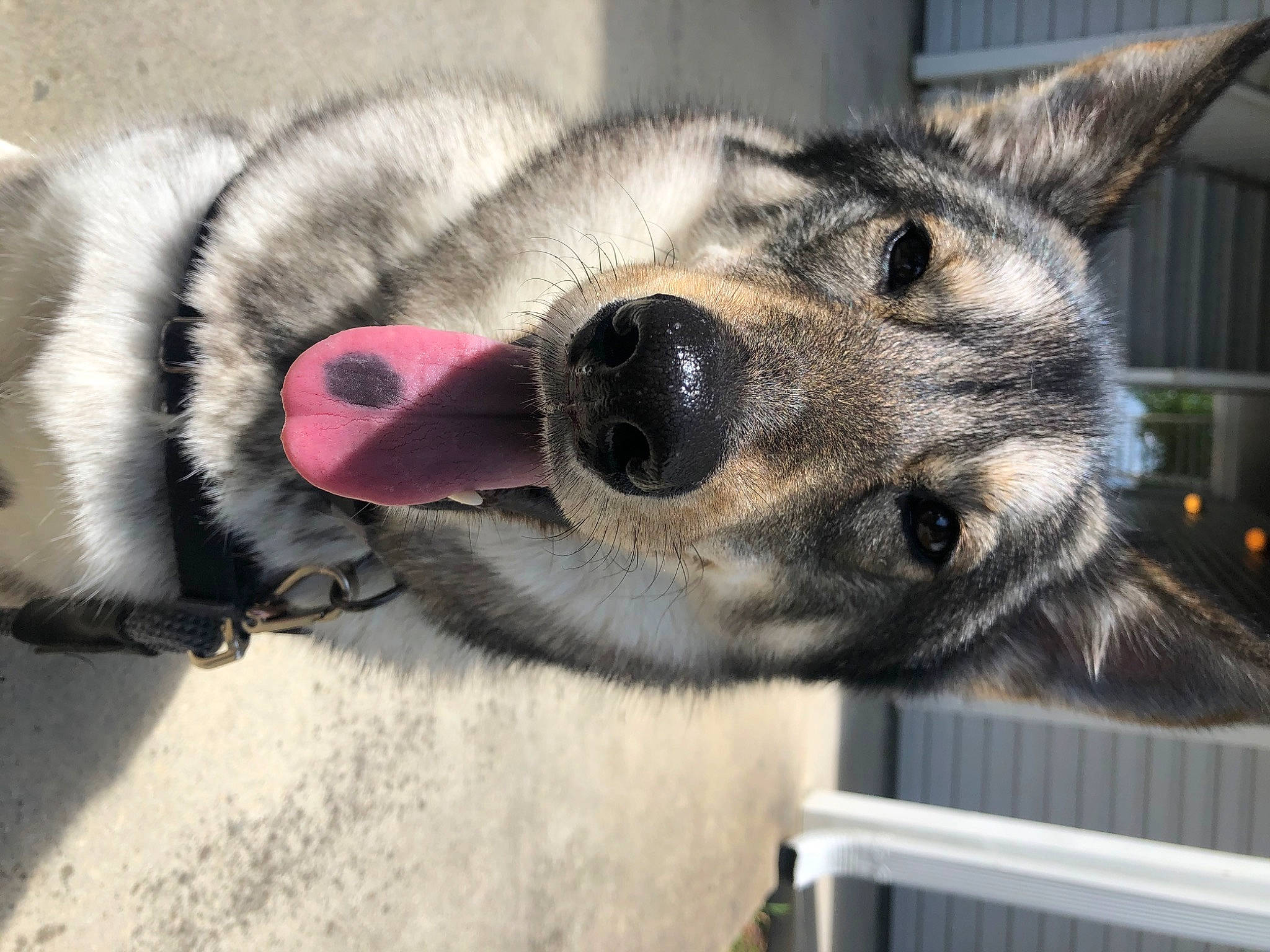 Nike joined the competition — help win amazing prizes! canidae, canis, carnivore, collar, companion_dog, dog, dog_breed, eye, fence, fur, grey, mesh, paw, pet_supply, snout, sporting_group, terrestrial_animal, whiskers, wildlife, working_animal