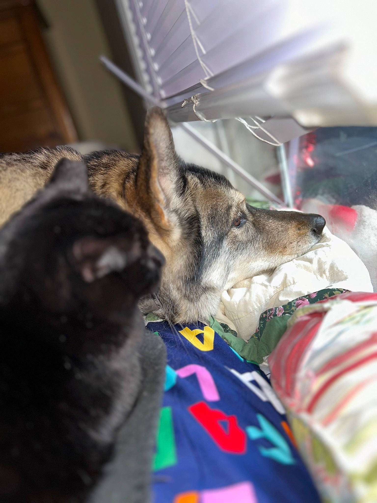 Nike is registered to the contest to win money with this photo: canidae, carnivore, cat, claw, collar, dog, dog_breed, domestic_short_haired_cat, fawn, felidae, fur, leash, paw, small_to_medium_sized_cats, snout, sporting_group, tail, terrestrial_animal, whiskers, wildlife