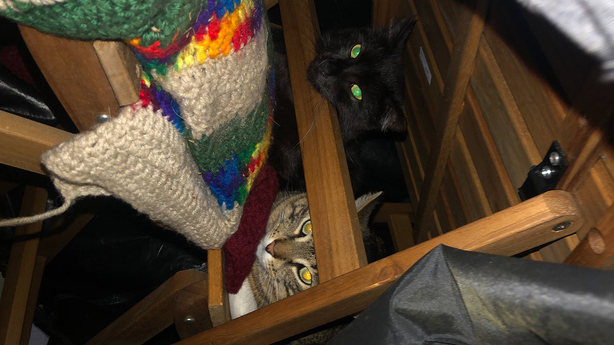 Baby J joined the competition — help win amazing prizes! carmine, cat, comfort, craft, creative_arts, flooring, fur, hardwood, human_leg, pattern, room, small_to_medium_sized_cats, sock, stuffed_toy, thread, weaving, wood, wool, woolen, woven_fabric