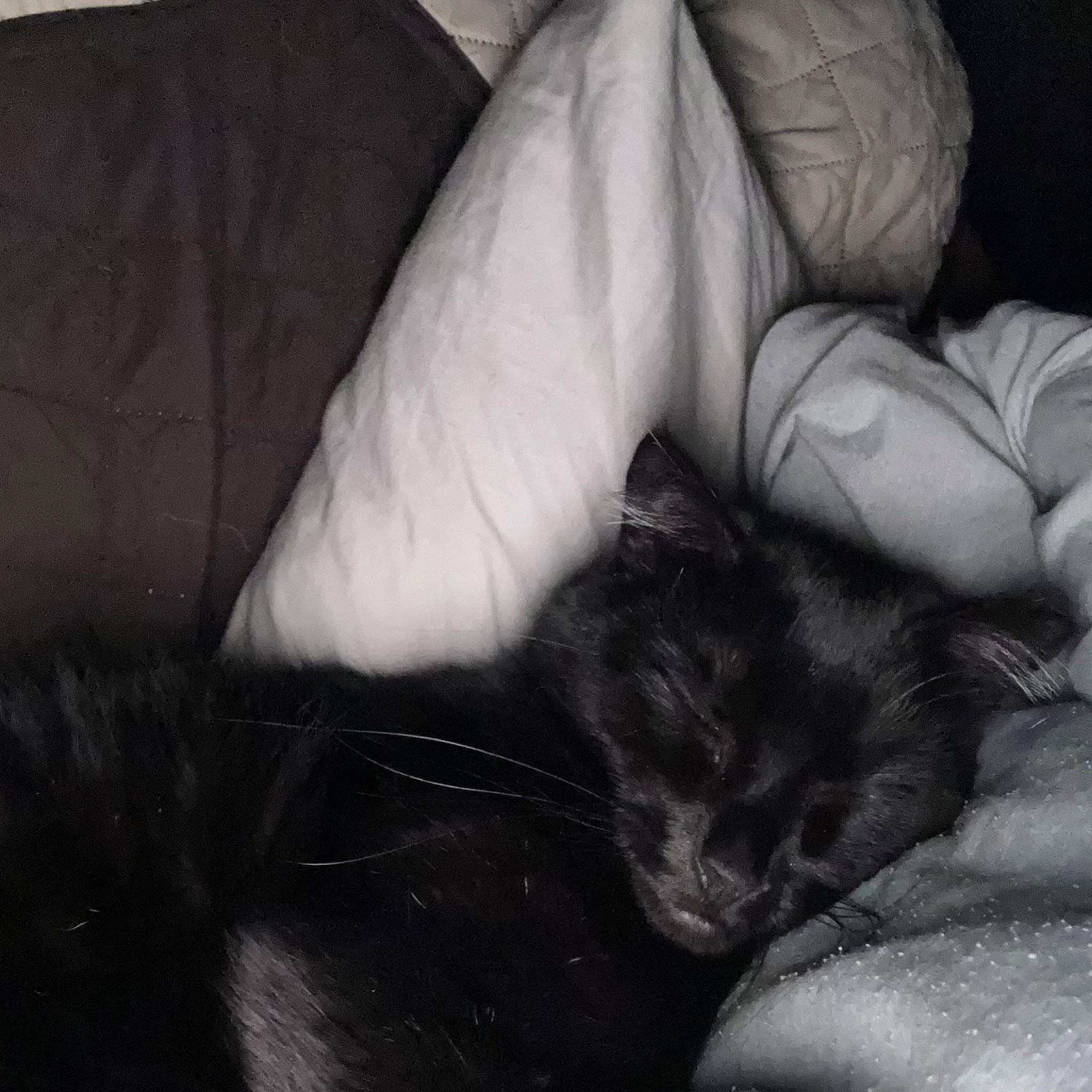 Baby J is registered to the contest to win money with this photo: carnivore, cat, comfort, felidae, finger, foot, gesture, grey, hand, human_body, human_leg, leg, monochrome, monochrome_photography, nail, small_to_medium_sized_cats, snout, tail, tints_and_shades, whiskers