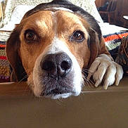 Princess is registered to the contest to win money with this photo: dog, close_up, indoor, paw, head, face, brown, white, black, animal, pet, resting, cozy, blanket, wooden_furniture, expression, looking, nostrils, whiskers, snout