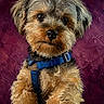 dog, small_dog, fur, puppy, blue_harness, portrait, textured_background, purple_background, pet, animal, cute, fluffy, brown_fur, black_nose, close_up, studio_shot, artistic, painting_style, canine, domestic_animal