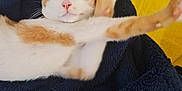 Felix participe au concours pour gagner de l'argent avec cette photo : cat, orange_and_white, sleeping, stretching, blanket, navy_blue, yellow_background, cozy, pet, animal, indoor, feline, cute, relaxed, paw, whiskers, fur, pink_nose, nap, resting