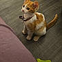 Felix a rejoint le concours — aidez-le/la à gagner de superbes lots ! kitten, cat, orange_and_white, collar, bell, sitting, floor, toy, indoor, pet, animal, fur, whiskers, cute, young, playful, alert, small, domestic, feline