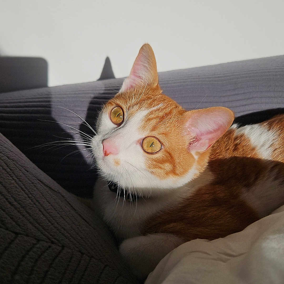 Felix participe au concours pour gagner de l'argent avec cette photo : animal, blanket, cat, close_up, cozy, cute, domestic_animal, feline, fur, ginger_cat, golden_eyes, indoor, pet, portrait, relaxing, resting, shadow, sunlight, whiskers, white_cat