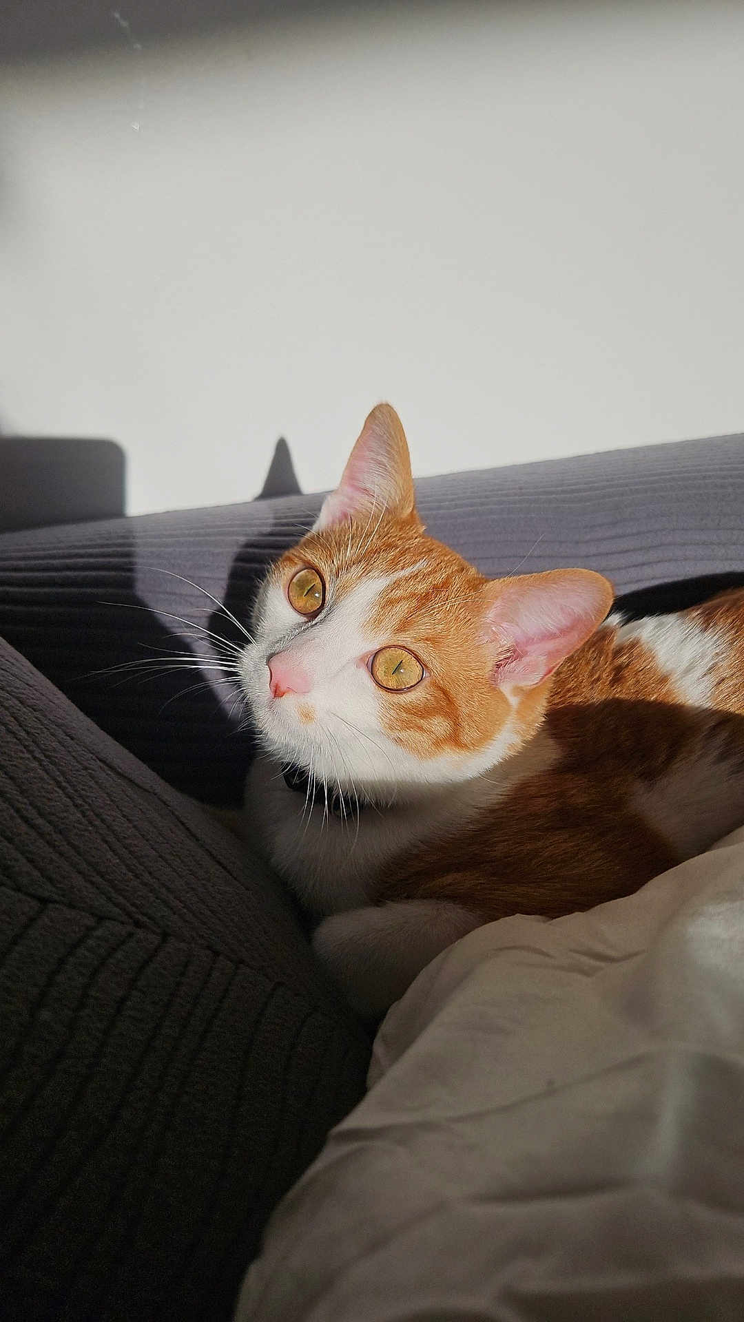 Felix
