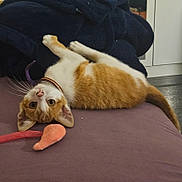 Felix participe au concours pour gagner de l'argent avec cette photo : kitten, cat, orange_cat, white_cat, pet, indoor, toy, plush_toy, carrot_toy, purple_surface, curious, playful, collar, feline, resting, young_cat, whiskers, ears, tail, floor