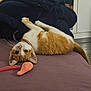 kitten, cat, orange_cat, white_cat, pet, indoor, toy, plush_toy, carrot_toy, purple_surface, curious, playful, collar, feline, resting, young_cat, whiskers, ears, tail, floor