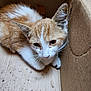 Felix participe au concours pour gagner de l'argent avec cette photo : kitten, cat, orange_and_white, cardboard_box, animal, pet, fur, whiskers, small, young, cute, indoor, curious, resting, closeup, portrait, feline, ears, eyes, paws