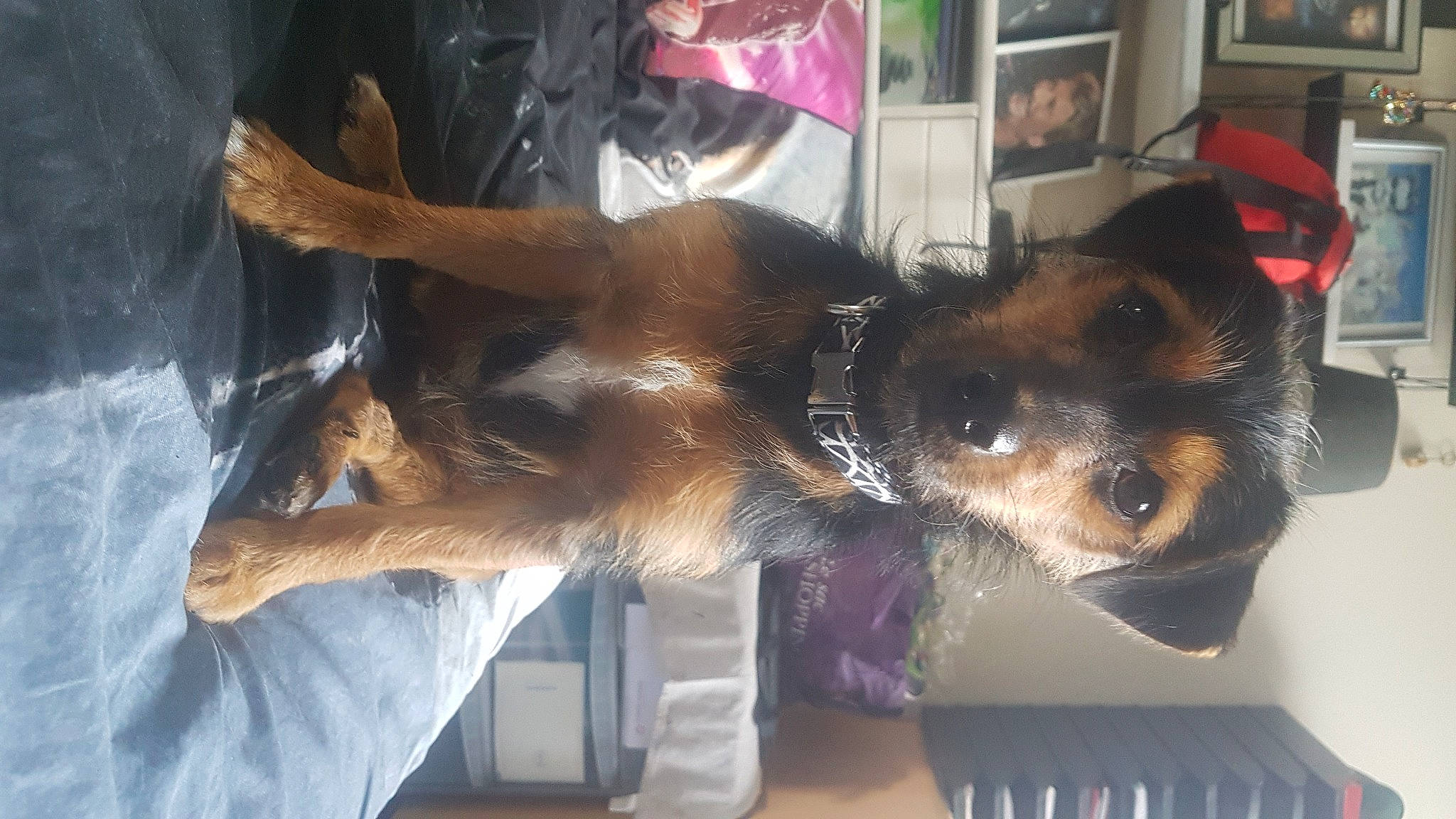 Rosy participe au concours pour gagner de l'argent avec cette photo : canidae, carnivore, collar, companion_dog, desk, dog, dog_breed, dog_collar, dog_supply, fawn, fur, german_shepherd_dog, giant_dog_breed, pet_supply, picture_frame, snout, sporting_group, whiskers, working_animal, working_dog